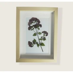 pollimarket Bild mit echter Pflanze, Oregano getrocknet und gepresst, 15 x 20 cm Blumenbild