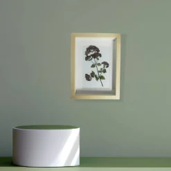 pollimarket Bild mit echter Pflanze, Oregano getrocknet und gepresst, 15 x 20 cm Blumenbild