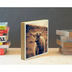 BildArt 3er Set Galloway Rinder schottisches Hochlandrind, Foto auf Holz, im Quadrat, 13 x 13 cm, Lost Place, marode, Schottland