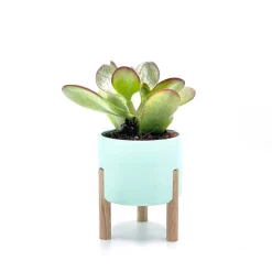 3D-DrUckRAUm 3er-Set Sukkulente und Kaktus Pflanztopf, Blumentopf auf Stelzen in über 50 Farben