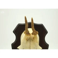 Geweihe & Trophäen^Vintage Füchse Kleines Rehgeweih vom Spießer vintage Rehtrophäe 1950er, Rehgeweih auf Gehörnbrett Eiche echte Rehstange