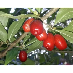 Marmelade^Martina's Mädesüß Kornelkirsche-Aufstrich