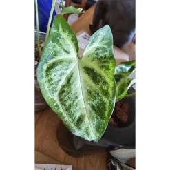 Clearance MeTimeAtelier NUR ABHOLUNG: Purpurtute (Syngonium) – Zimmerpflanze in Hydrokultur, abholbereit & aus eigener Aufzucht