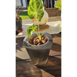 Clearance MeTimeAtelier NUR ABHOLUNG: Purpurtute (Syngonium) – Zimmerpflanze in Hydrokultur, abholbereit & aus eigener Aufzucht