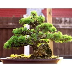 Best SAFLAX - Bonsai - Europäische Lärche - 75 Samen - Larix decidua