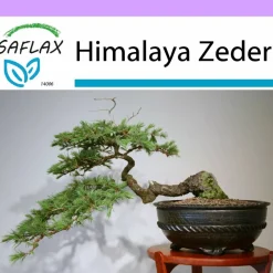 Best SAFLAX - Bonsai - Himalaya Zeder - 35 Samen - Cedrus deodara