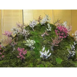 Best SAFLAX - Bonsai - Japanische Blütenkirsche - 30 Samen - Prunus serulata