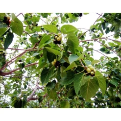 Best SAFLAX - Buddha-Feige / Bodhi-Baum - 100 Samen - Ficus religiosa