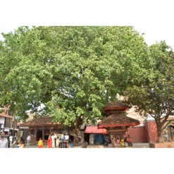 Best SAFLAX - Buddha-Feige / Bodhi-Baum - 100 Samen - Ficus religiosa
