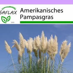 Best SAFLAX - Gräser-Bambus-Amerikanisches Pampasgras - 200 Samen - Cortaderia selloana