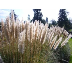 Best SAFLAX - Gräser-Bambus-Amerikanisches Pampasgras - 200 Samen - Cortaderia selloana