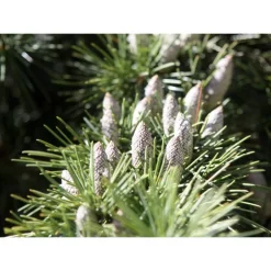 Clearance SAFLAX - Himalaya Zeder - 35 Samen - Cedrus deodara