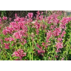 Best SAFLAX - Kräuter - Limonen - Aniskraut - 50 Samen - Agastache mexicana