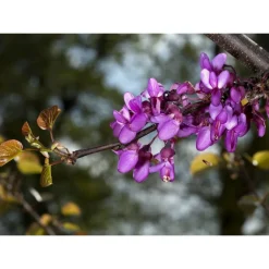 Best SAFLAX - Liebesbaum / Herzbaum - 60 Samen - Cercis siliquastrum