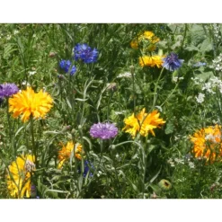 Best SAFLAX - Wildblumen: Essbare Blüten - 1000 Samen - 12 Wildflower Mix