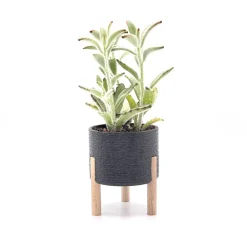3D-DrUckRAUm Sukkulente und Kaktus Pflanztopf, Blumentopf auf Stelzen mit Strukturoberfläche in über 50 Farben